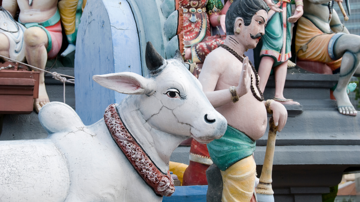 Religious Cow What is the story of Kamadhenu? The tale of Sacred Cow